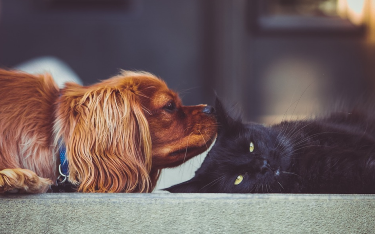 10 RAS KUCING YANG BISA HIDUP AKUR DENGAN ANJING