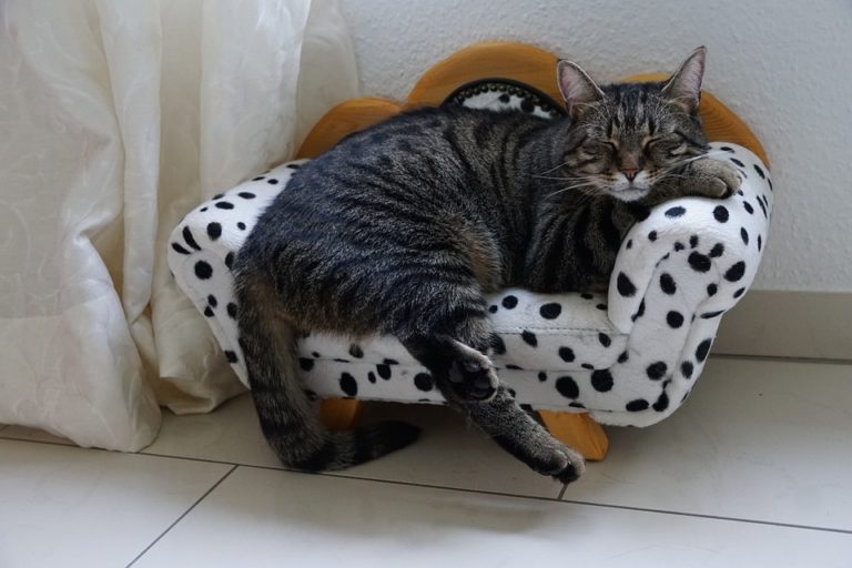 KUCING SAKIT DEMAM INILAH  3 TIPS PENANGANANNYA