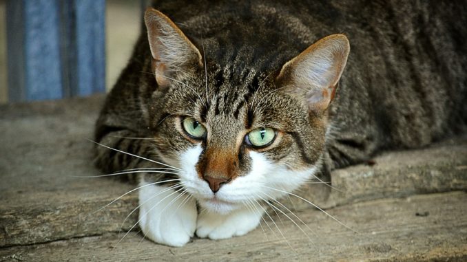 kucing lucu