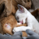 alternatif susu untuk anak kucing yang ditinggal induknya
