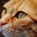 CIRI KUCING BERSEDIH DAN BUTUH PERHATIAN