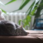 KUCING SERING TIDUR DITUBUH TUANNYA INILAH ALASANNYA