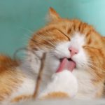 LIDAH KUCING  KASAR NAMUN TIDAK BISA MEMBEDAKAN RASA.