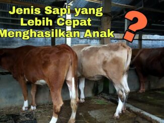 Jenis sapi yang cepet beranak