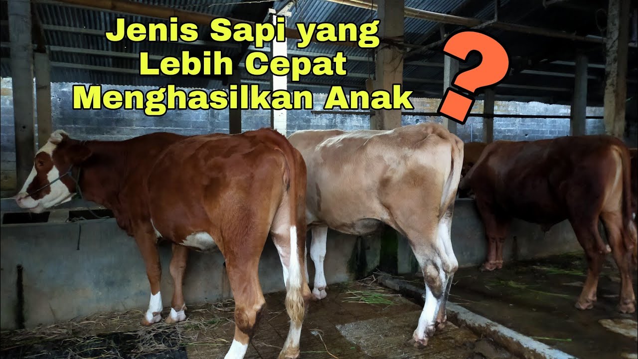 Jenis sapi yang cepet beranak