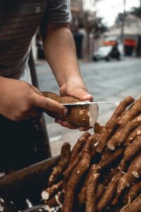 cara menanam singkong yang benar