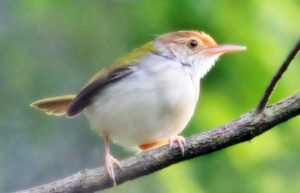 Makanan Burung Prenjak