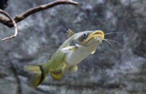 umpan ikan baung di air keruh