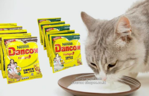 apakah kucing boleh minum susu dancow