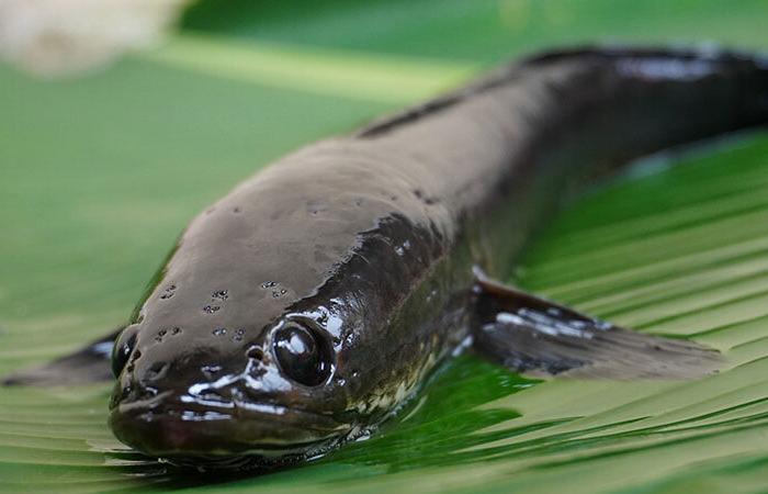 cara memancing ikan gabus