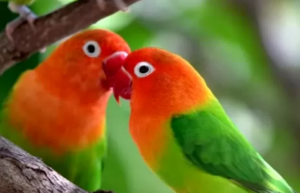 mitos memelihara burung lovebird