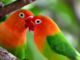 mitos memelihara burung lovebird