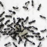 Semut Pembawa Rezeki: Rahasia Keberuntungan di Rumah Anda!