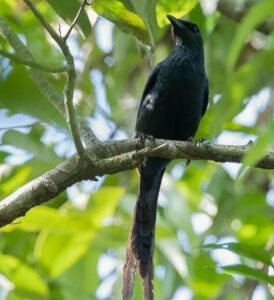 Mitos Burung Srigunting