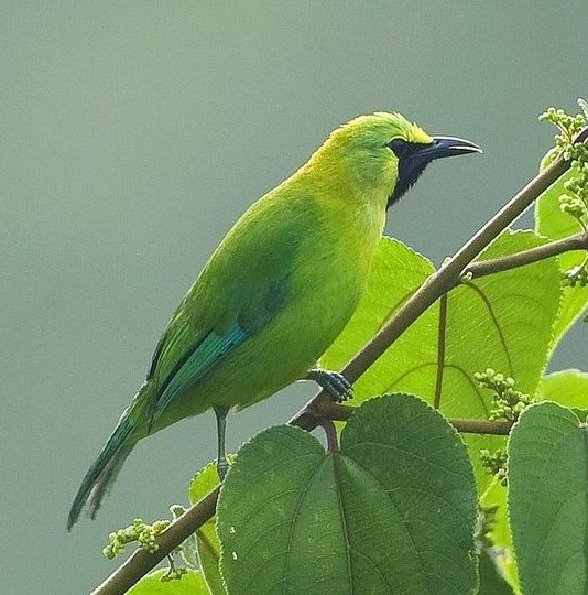 cucak ijo kalimantan