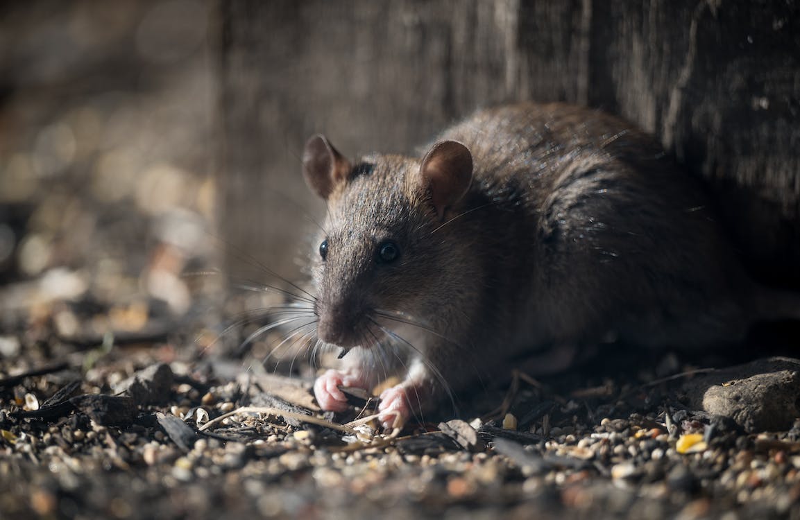 kejatuhan tikus dari atas pertanda apa