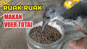 makan burung ruak ruak