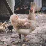 Kebutuhan Pakan Ayam Broiler Per 1000 Ekor: Rahasia Sukses Ayam Broiler