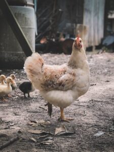 kebutuhan pakan ayam broiler per 1000 ekor