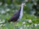 Burung Ruak Ruak, juga dikenal sebagai burung ruak-ruak kecil, adalah spesies burung yang dapat ditemui di berbagai wilayah di Indonesia.