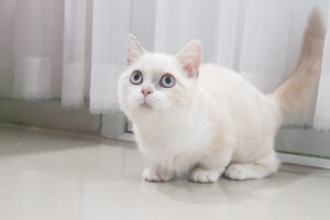 kucing kaki pendek