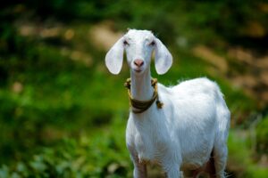 Panduan Aqiqah Menurut Sunnah