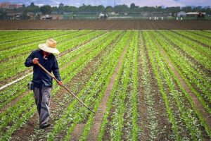 Agrikultur Sektor Penting