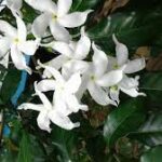 Mengungkap Berbagai Keindahan Bunga Berwarna Putih Cek Faktanya di Sini