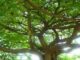 Pohon Meranti
