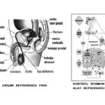 Organ Penyusun Sistem Reproduksi Pria dan Gangguannya – Biologi Kelas 11