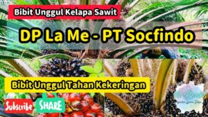 Keunggulan Varietas Sawit Pada Marihat dan Socfindo