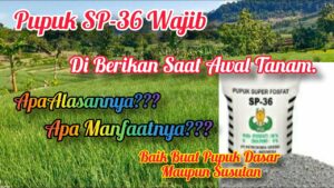 Pupuk KNO3