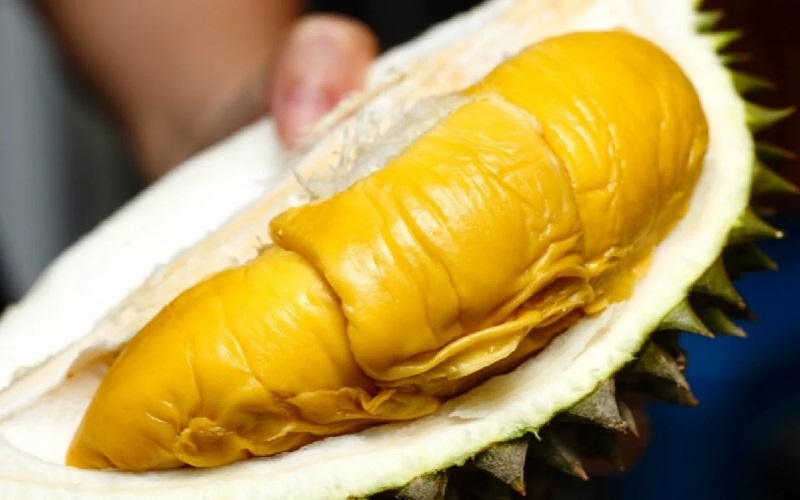 cara menanam musang king