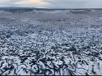 Misteri Ribuan Ton Ikan Terdampar di Pantai Toi, Jepang