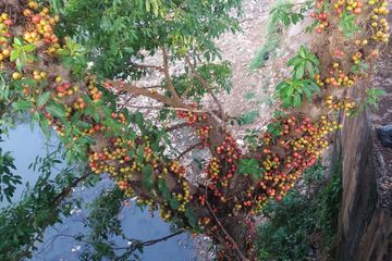 Pohon Loa