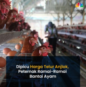 Afkir dini menimpa peternakan ayam akibat ketidakseimbangan harga. Apa dampaknya bagi industri?