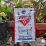 Waktu Aplikasi Fungisida Nordox yang Jarang Diketahui!