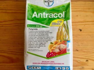 antracol untuk padi bunting