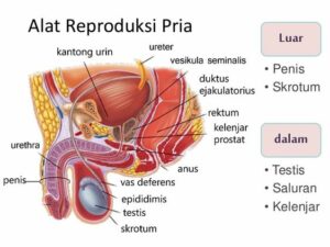 sistem reproduksi pria