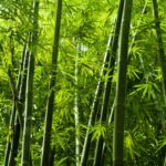 Bagaimana Ciri-Ciri Bambu? Check Faktanya Sekarang