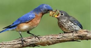 Makanan yang cocok untuk Burung