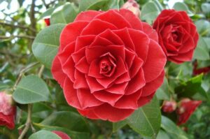 Middlemist Red Camellia