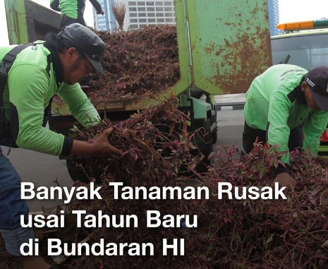 Perayaan Tahun Baru berdampak buruk pada tanaman di Bundaran HI.