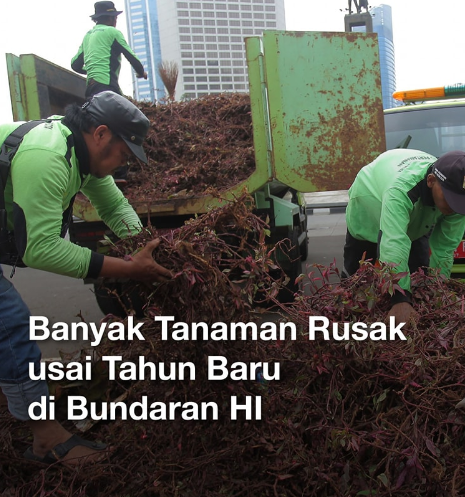 Perayaan Tahun Baru berdampak buruk pada tanaman di Bundaran HI.