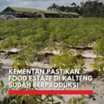 Food Estate Kalteng Mulai Panen : Keberhasilan Membangkitkan Harapan