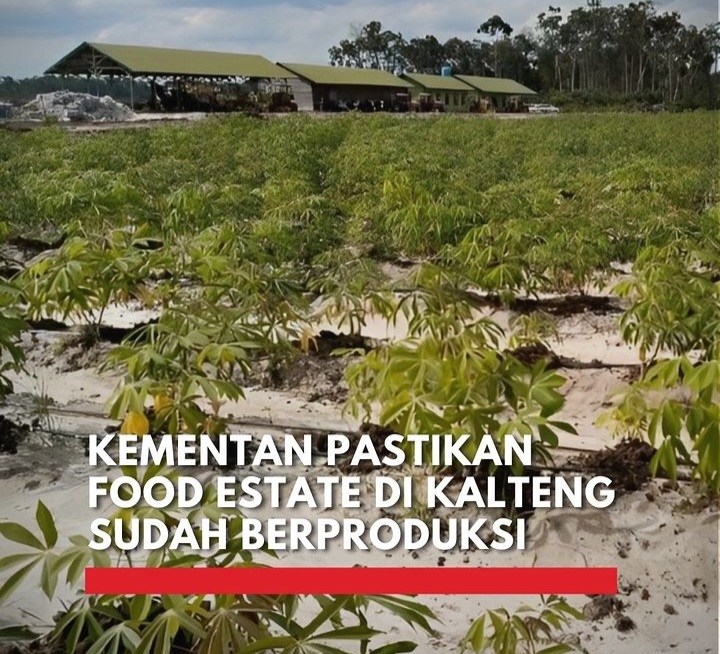 Kementerian Pertanian mengonfirmasi keberhasilan food estate di Kalimantan Tengah, membawa harapan baru untuk sektor pertanian.