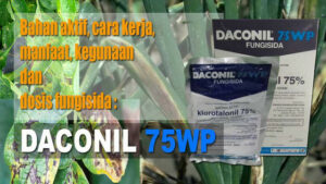 cara kerja bahan aktif klorotalonil