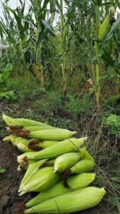 kebun jagung suburr