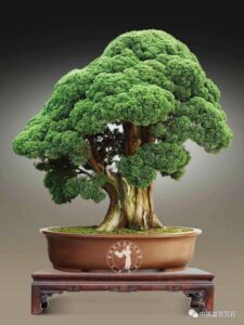 Top 8 Bonsai Termahal Sepanjang Sejarah