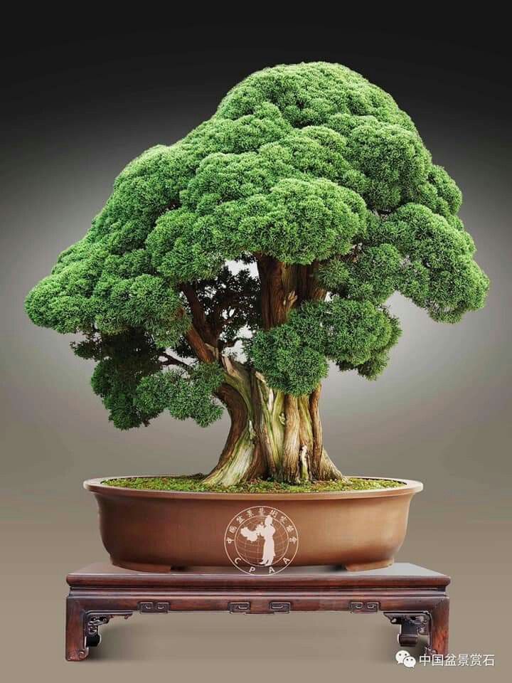 Top 8 Bonsai Termahal Sepanjang Sejarah